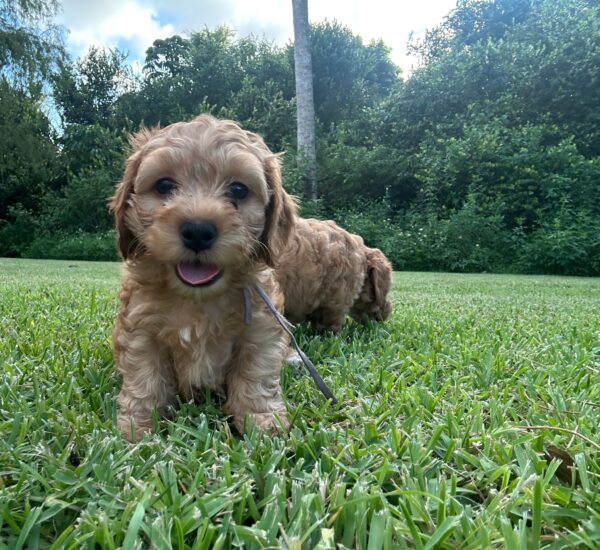 Mini Goldendoodle  SOLD - Image 2