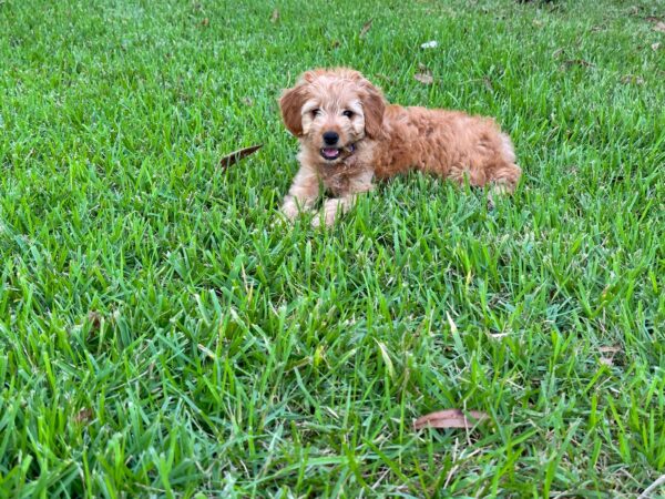 Mini Goldendoodle  SOLD